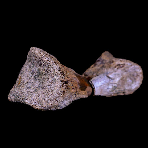 2" Rare Raptor Fossil Toe Bone Crystal Center Judith River FM Cretaceous Dinosaur MT - Fossil Age Minerals