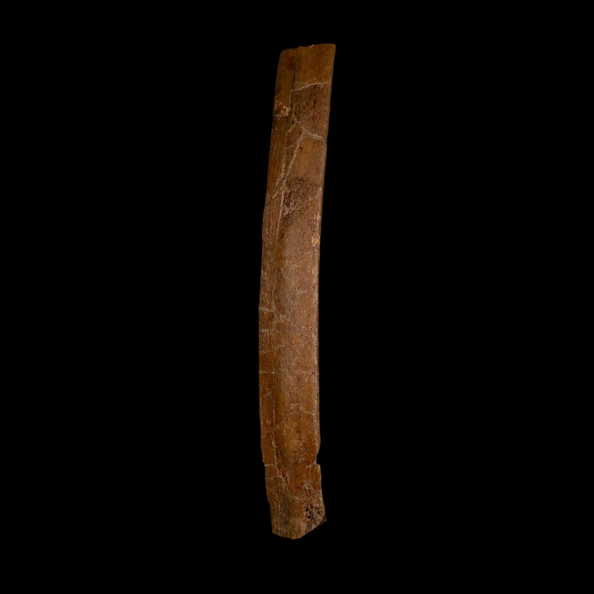 11.1" Triceratops Fossil Rib Bone Hell Creek FM Cretaceous Dinosaur Montana COA