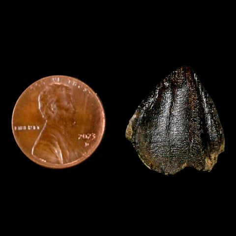 XL 0.8" Triceratops Fossil Crown Tooth Hell Creek FM Cretaceous Dinosaur MT COA - Fossil Age Minerals