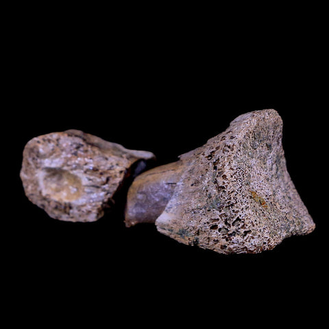 2" Rare Raptor Fossil Toe Bone Crystal Center Judith River FM Cretaceous Dinosaur MT - Fossil Age Minerals