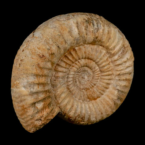 94MM Perisphinctes Ammonite Fossil Nautilus Madagascar Jurassic Age COA - Fossil Age Minerals