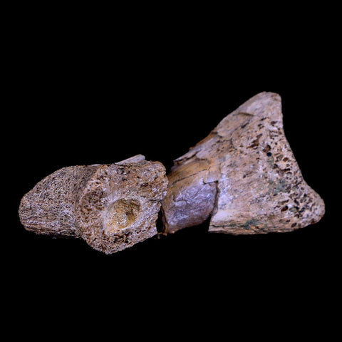 2" Rare Raptor Fossil Toe Bone Crystal Center Judith River FM Cretaceous Dinosaur MT - Fossil Age Minerals