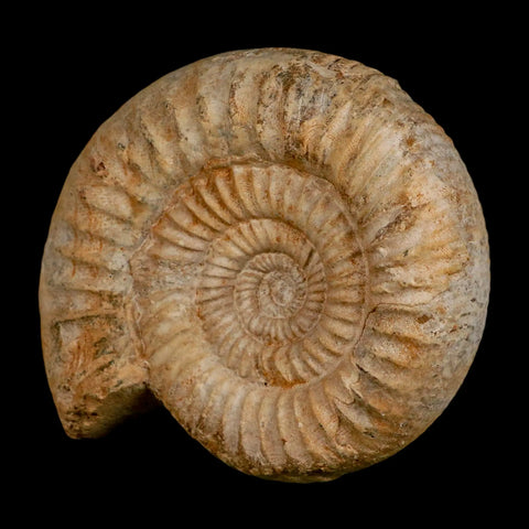 94MM Perisphinctes Ammonite Fossil Nautilus Madagascar Jurassic Age COA - Fossil Age Minerals