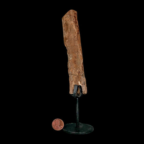 5.4" Dromaeosaurus Raptor Fossil Rib Bone Cretaceous Dinosaur Hell Creek MT COA Stand