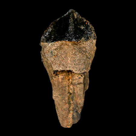 XL 1.1" Triceratops Fossil Tooth Hell Creek FM Cretaceous Dinosaur Montana COA Stand