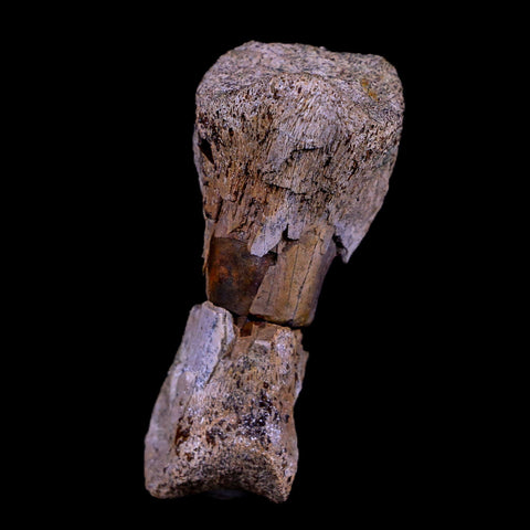 2" Rare Raptor Fossil Toe Bone Crystal Center Judith River FM Cretaceous Dinosaur MT - Fossil Age Minerals