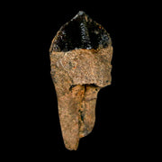 XL 1.1" Triceratops Fossil Tooth Hell Creek FM Cretaceous Dinosaur Montana COA Stand
