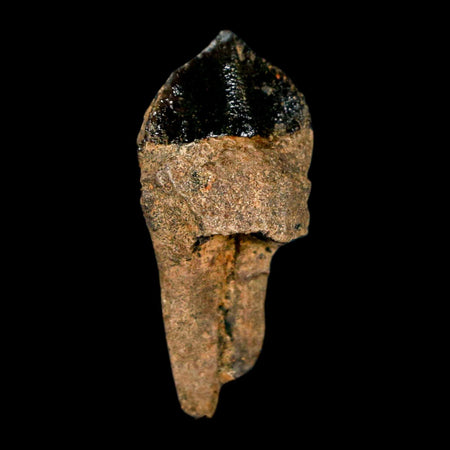 XL 1.1" Triceratops Fossil Tooth Hell Creek FM Cretaceous Dinosaur Montana COA Stand