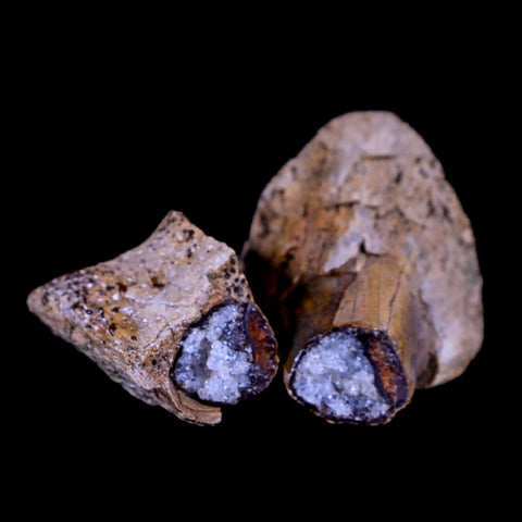 2" Rare Raptor Fossil Toe Bone Crystal Center Judith River FM Cretaceous Dinosaur MT - Fossil Age Minerals