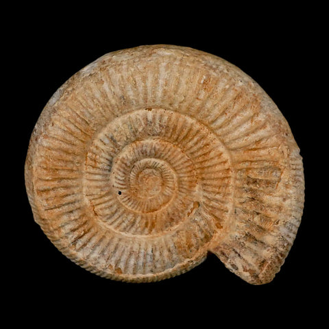 104MM Perisphinctes Ammonite Fossil Nautilus Madagascar Jurassic Age COA - Fossil Age Minerals