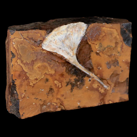 2.4" Detailed Ginkgo Cranei Fossil Plant Leaf Morton County, ND Paleocene Age COA - Fossil Age Minerals