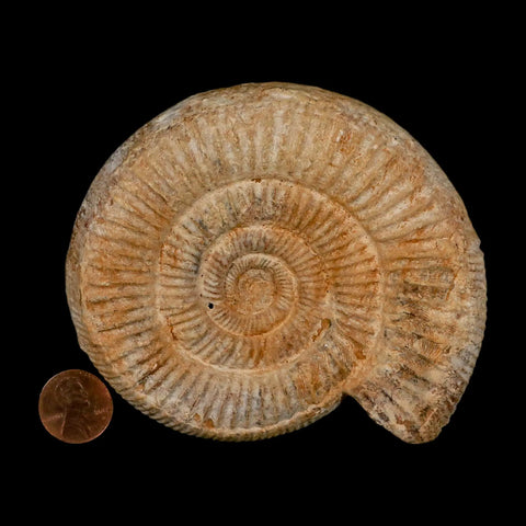 104MM Perisphinctes Ammonite Fossil Nautilus Madagascar Jurassic Age COA - Fossil Age Minerals