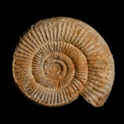 104MM Perisphinctes Ammonite Fossil Nautilus Madagascar Jurassic Age COA