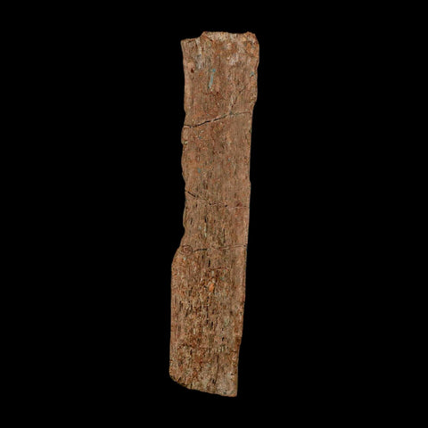 5.4" Dromaeosaurus Raptor Fossil Rib Bone Cretaceous Dinosaur Hell Creek MT COA Stand