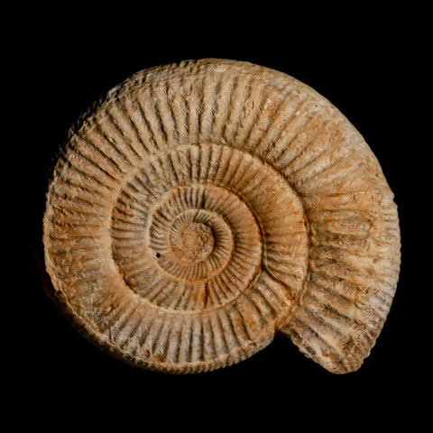 104MM Perisphinctes Ammonite Fossil Nautilus Madagascar Jurassic Age COA - Fossil Age Minerals