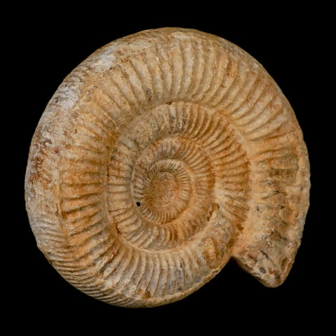 104MM Perisphinctes Ammonite Fossil Nautilus Madagascar Jurassic Age COA - Fossil Age Minerals