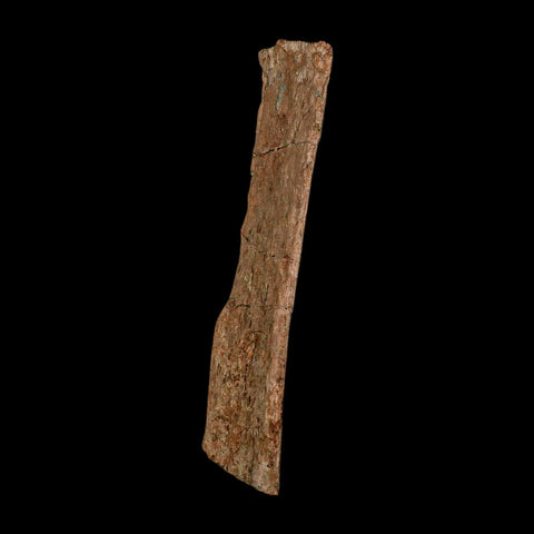 5.4" Dromaeosaurus Raptor Fossil Rib Bone Cretaceous Dinosaur Hell Creek MT COA Stand