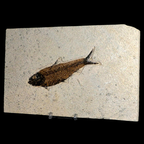 XL 4.6" Knightia Eocaena Fossil Fish Green River FM WY Eocene Age COA & Stand - Fossil Age Minerals