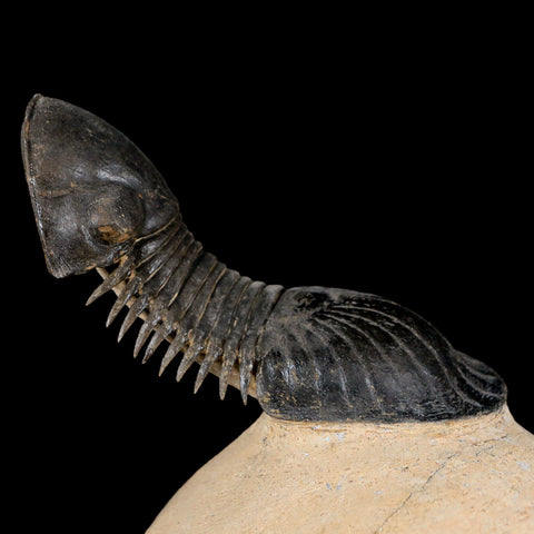 3.7" Paralejurus Hamlagdadicus Trilobite Fossil Morocco Devonian Age 400 Mil Yrs COA - Fossil Age Minerals