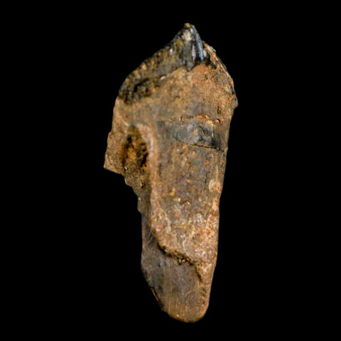 XL 1.1" Triceratops Fossil Tooth Hell Creek FM Cretaceous Dinosaur Montana COA Stand - Fossil Age Minerals
