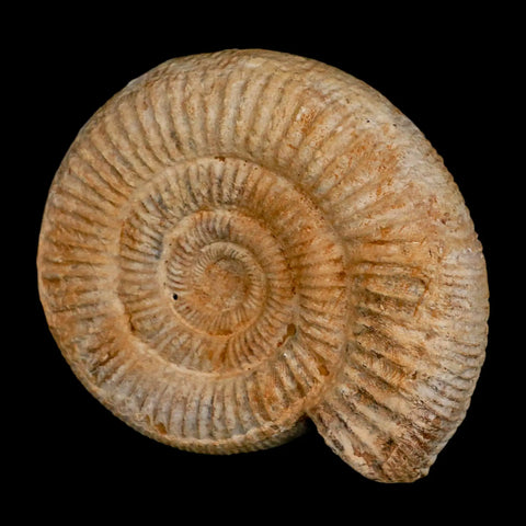 104MM Perisphinctes Ammonite Fossil Nautilus Madagascar Jurassic Age COA - Fossil Age Minerals