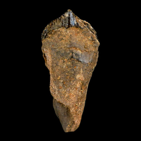 XL 1.1" Triceratops Fossil Tooth Hell Creek FM Cretaceous Dinosaur Montana COA Stand - Fossil Age Minerals