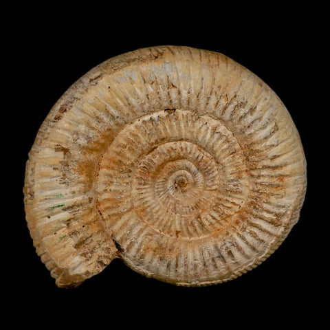 104MM Perisphinctes Ammonite Fossil Nautilus Madagascar Jurassic Age COA - Fossil Age Minerals