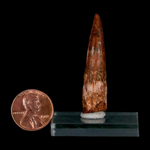 1.8" Spinosaurus Fossil Tooth 100 Million Years Old Cretaceous Dinosaur COA Stand