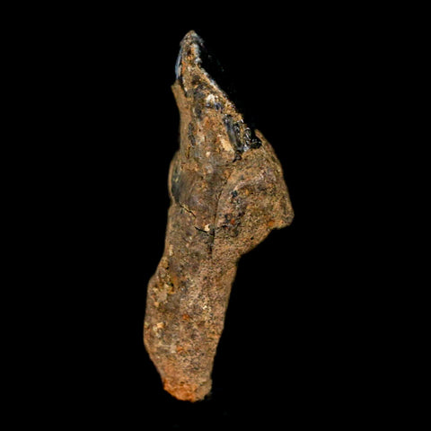 XL 1.1" Triceratops Fossil Tooth Hell Creek FM Cretaceous Dinosaur Montana COA Stand - Fossil Age Minerals