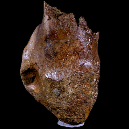 3" Raptor Fossil Tibia Bone Cretaceous Dinosaur Lance Creek FM Wyoming COA