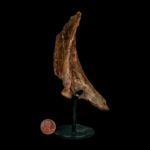 5.7" Dromaeosaurus Raptor Fossil Skull Bone Cretaceous Dinosaur Hell Creek MT COA Stand