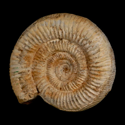 104MM Perisphinctes Ammonite Fossil Nautilus Madagascar Jurassic Age COA - Fossil Age Minerals