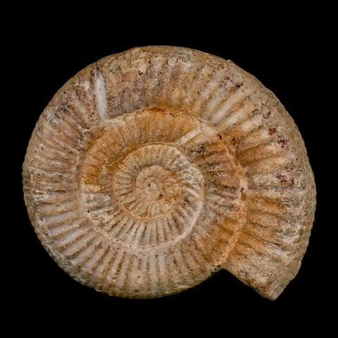88MM Perisphinctes Ammonite Fossil Nautilus Madagascar Jurassic Age COA - Fossil Age Minerals
