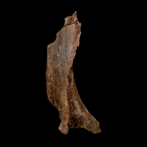 5.7" Dromaeosaurus Raptor Fossil Skull Bone Cretaceous Dinosaur Hell Creek MT COA Stand