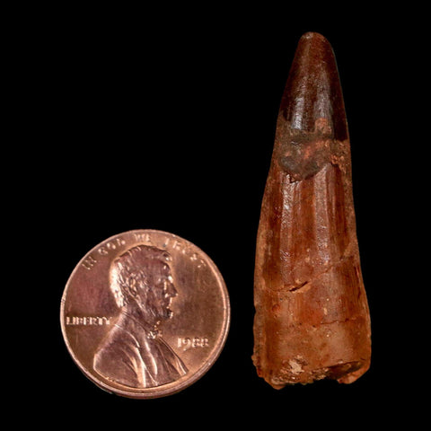 1.6" Spinosaurus Fossil Tooth 100 Million Years Old Cretaceous Dinosaur COA Stand