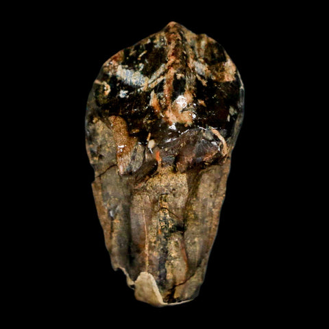 XL 1" Triceratops Fossil Tooth Hell Creek FM Cretaceous Dinosaur Montana COA Stand - Fossil Age Minerals