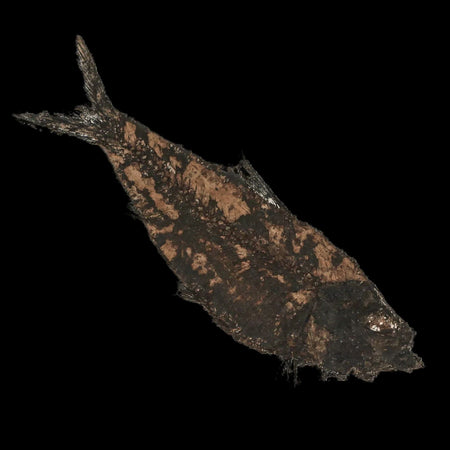 XL 4.6" Knightia Eocaena Fossil Fish Green River FM WY Eocene Age COA & Stand