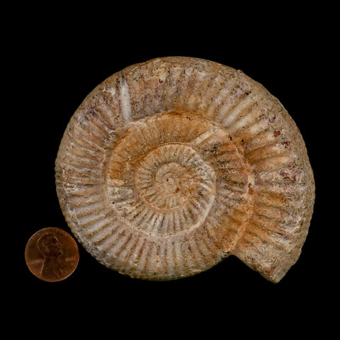 88MM Perisphinctes Ammonite Fossil Nautilus Madagascar Jurassic Age COA - Fossil Age Minerals