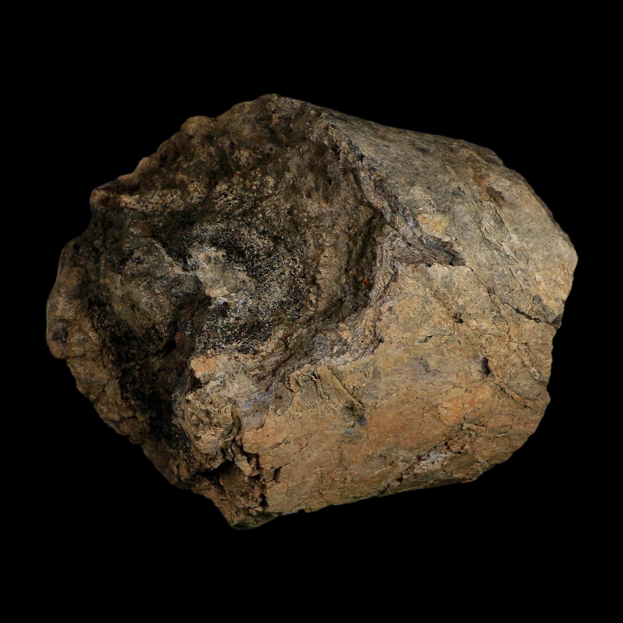 6.1" Triceratops Fossil Horn Bone Section Hell Creek FM Cretaceous Dinosaur MT COA