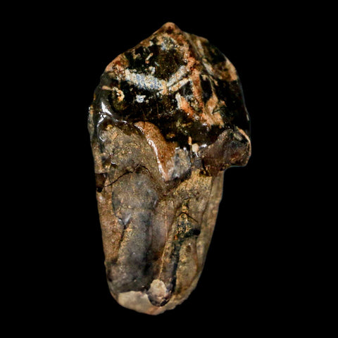 XL 1" Triceratops Fossil Tooth Hell Creek FM Cretaceous Dinosaur Montana COA Stand - Fossil Age Minerals