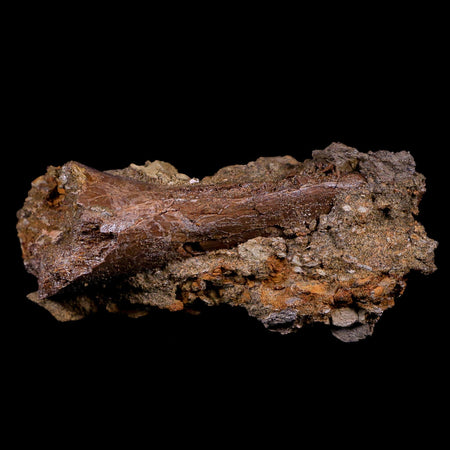 3.4" Raptor Fossil Tibia Bone In Matrix Cretaceous Dinosaur Lance Creek FM WY COA
