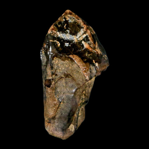 XL 1" Triceratops Fossil Tooth Hell Creek FM Cretaceous Dinosaur Montana COA Stand - Fossil Age Minerals