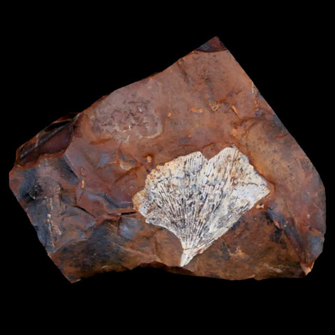 1.6" Detailed Ginkgo Cranei Fossil Plant Leaf Morton County, ND Paleocene Age COA - Fossil Age Minerals