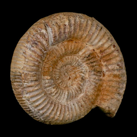 88MM Perisphinctes Ammonite Fossil Nautilus Madagascar Jurassic Age COA - Fossil Age Minerals