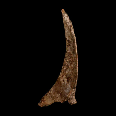 5.7" Dromaeosaurus Raptor Fossil Skull Bone Cretaceous Dinosaur Hell Creek MT COA Stand