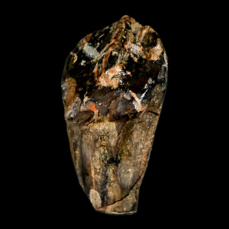 XL 1" Triceratops Fossil Tooth Hell Creek FM Cretaceous Dinosaur Montana COA Stand