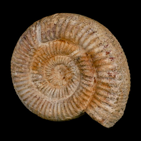 88MM Perisphinctes Ammonite Fossil Nautilus Madagascar Jurassic Age COA - Fossil Age Minerals