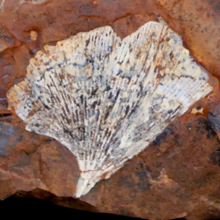 1.6" Detailed Ginkgo Cranei Fossil Plant Leaf Morton County, ND Paleocene Age COA