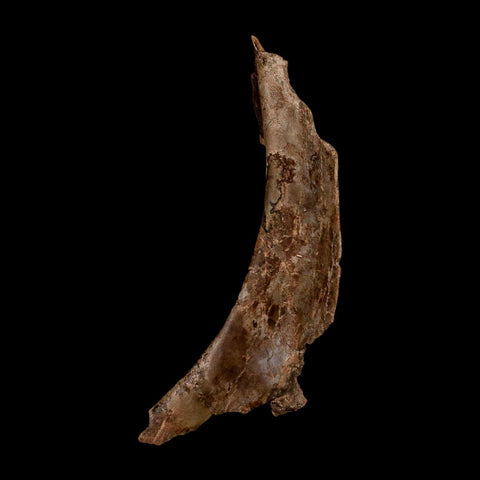 5.7" Dromaeosaurus Raptor Fossil Skull Bone Cretaceous Dinosaur Hell Creek MT COA Stand