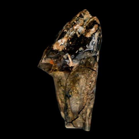 XL 1" Triceratops Fossil Tooth Hell Creek FM Cretaceous Dinosaur Montana COA Stand - Fossil Age Minerals